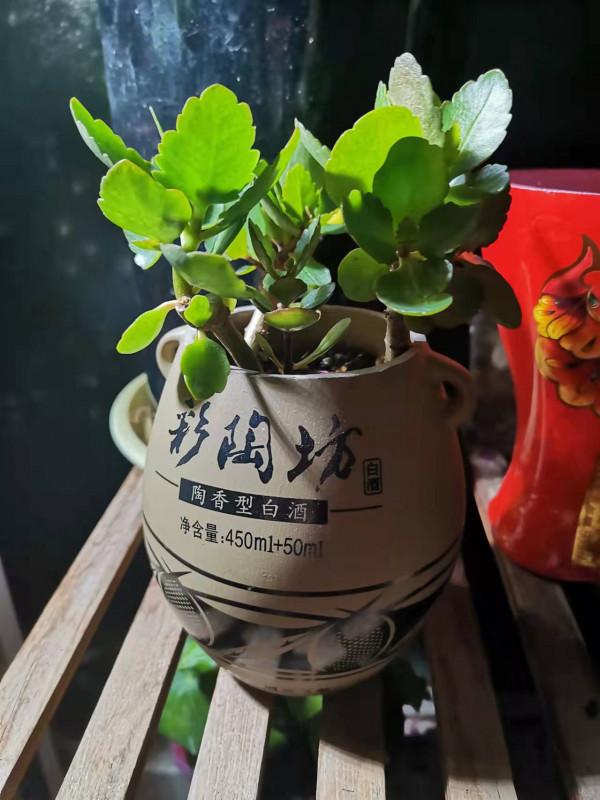 過年這些東西別浪費，養花種草好幫手