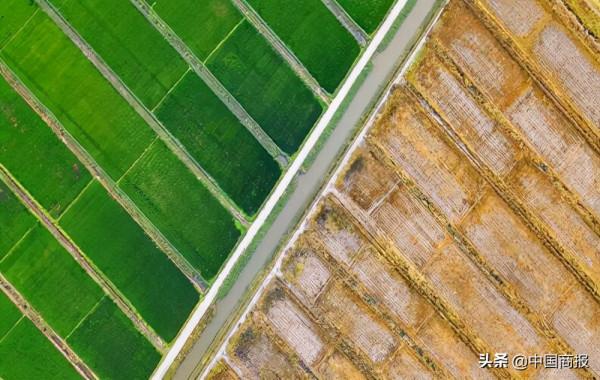 小麥稻穀價格均高於最低收購價，秋糧上市後市場如何變化