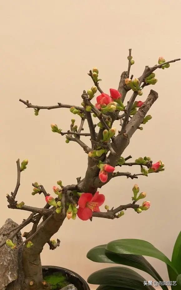 養花竟然能&OpenCurlyDoubleQuote;鎮宅&rdquo;，10種植物，價格便宜好養護，擺在家裡上檔次