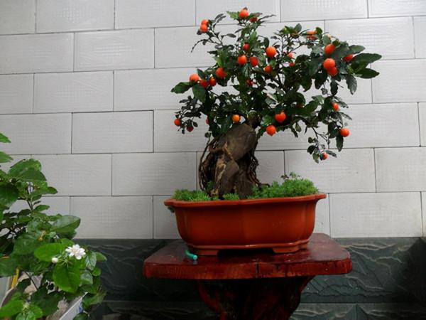 入手吉慶果，做好這4點，紅彤彤的果子像極了小燈籠，非常喜慶