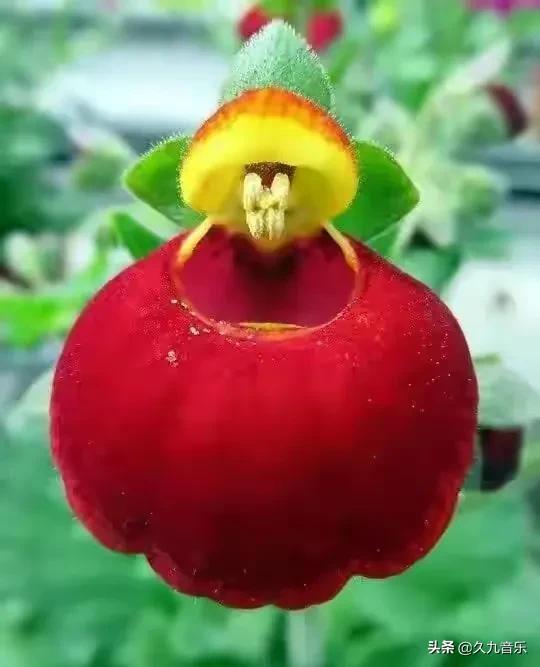 自然界中的奇花異草，看看你見過幾種？