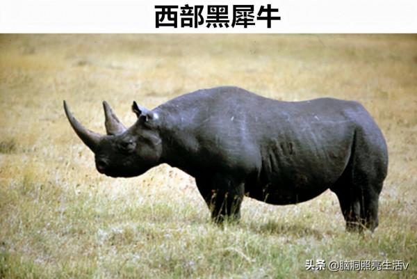 用相機記錄下來的，在歷史上早已經滅絕的8種罕見動物