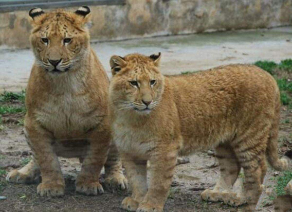 動物園裡一對獅虎情投意合，講述獅虎愛情故事，結果如何？