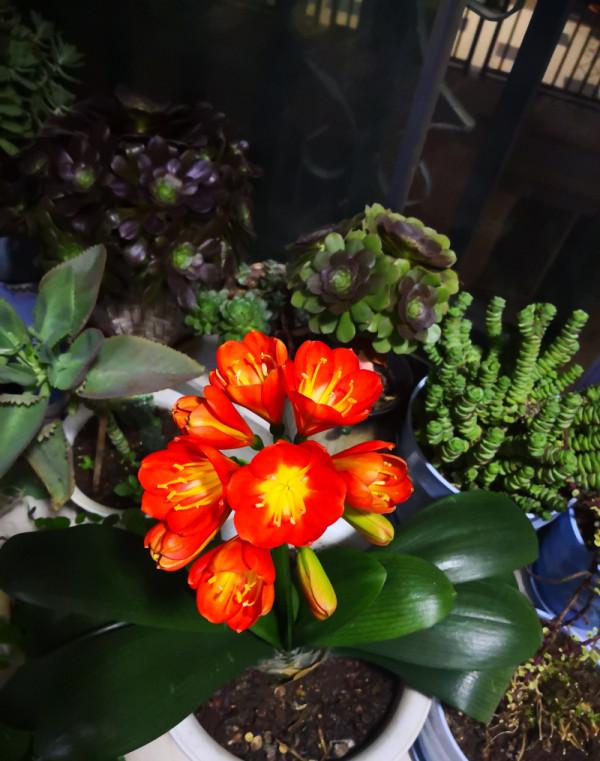 五種“旺宅花”，適合養客廳，一種比一種好養，一個比一個好看