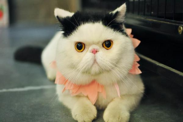 養加菲鏟屎官後悔了嗎？這種可愛到膨脹的貓咪，為啥養起來這麼難