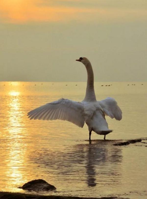 天鵝是美麗的，靈動的