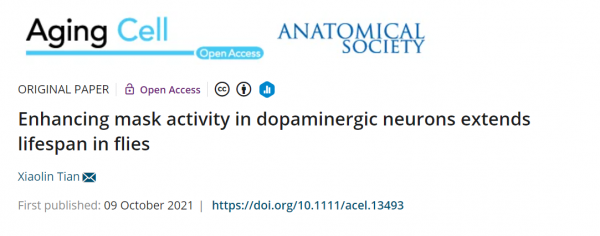 新進展!《Aging》子刊:過表多巴胺神經元蛋白,可延長壽命40% 新進展!《Aging》子刊:過表多巴胺神經元蛋白,可延長壽命40%