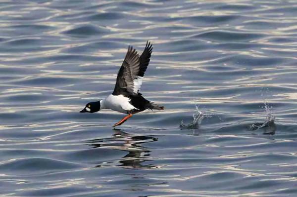 溼地鵲鴨亦風采