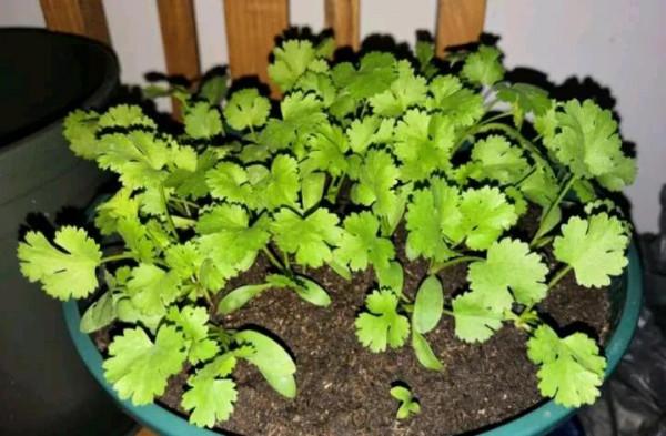 陽臺種這5種蔬菜，好養好吃易爆盆，一個冬天摘不完