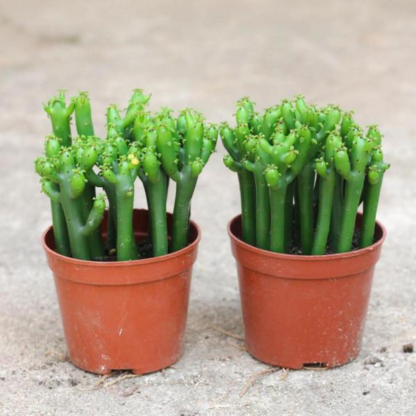 超萌多肉植物“光棍樹”有毒嗎？能養家裡嗎？種植需要注意什麼？