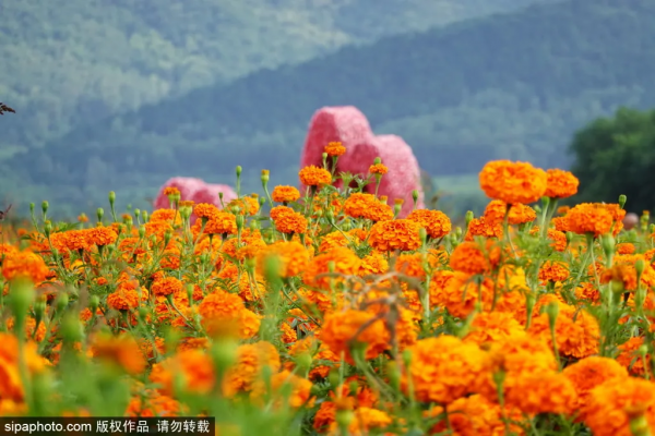 免費!這個浪漫如普羅旺斯的花海,就在咱北京! 免費!這個浪漫如普羅旺斯的花海,就在咱北京!