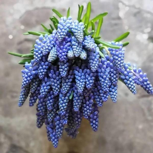 冬天土裡埋個&OpenCurlyDoubleQuote;洋蔥球&rdquo;，一個月開出&OpenCurlyDoubleQuote;富貴花&rdquo;，紅紅火火真喜慶