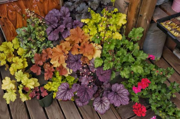 38種超級耐陰的花,沒光也能養爆盆,養在陽臺客廳超有範兒 38種超級耐陰的花,沒光也能養爆盆,養在陽臺客廳超有範兒