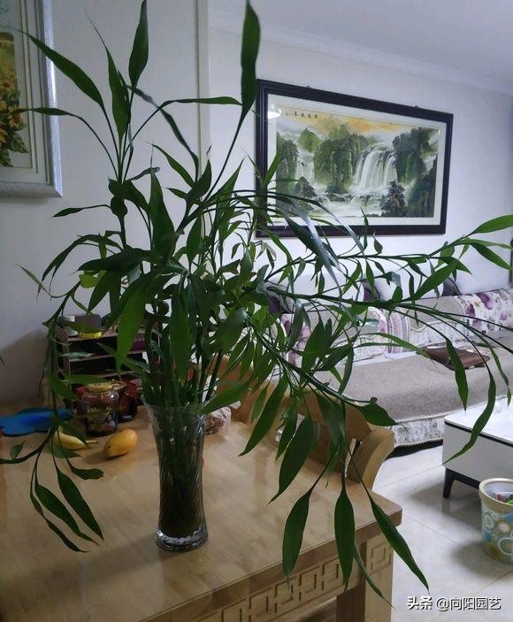 耐陰的 5種綠植,放在客廳,衛生間,北向窗臺,都能養得很好 耐陰的 5種綠植,放在客廳,衛生間,北向窗臺,都能養得很好