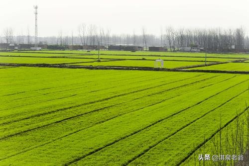 小麥怎樣才能一播全苗？有經驗的老農告訴你