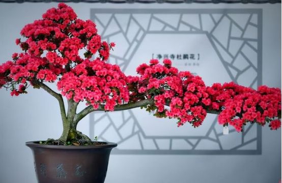 花農青麥澤翁：客廳養花是有講究，來看看吧