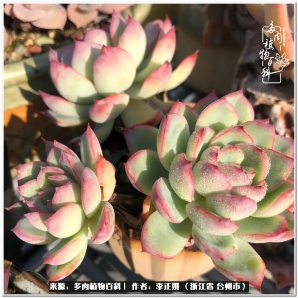 我的多肉，我的小世界