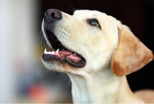 在拉布拉多犬眼裡,主人摸它的頭部,代表這些意思 在拉布拉多犬眼裡,主人摸它的頭部,代表這些意思