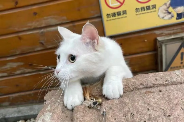 小嶽嶽：你知道我為了紅有多努力嗎？