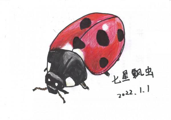 冬天見不到昆蟲，只能自己畫了