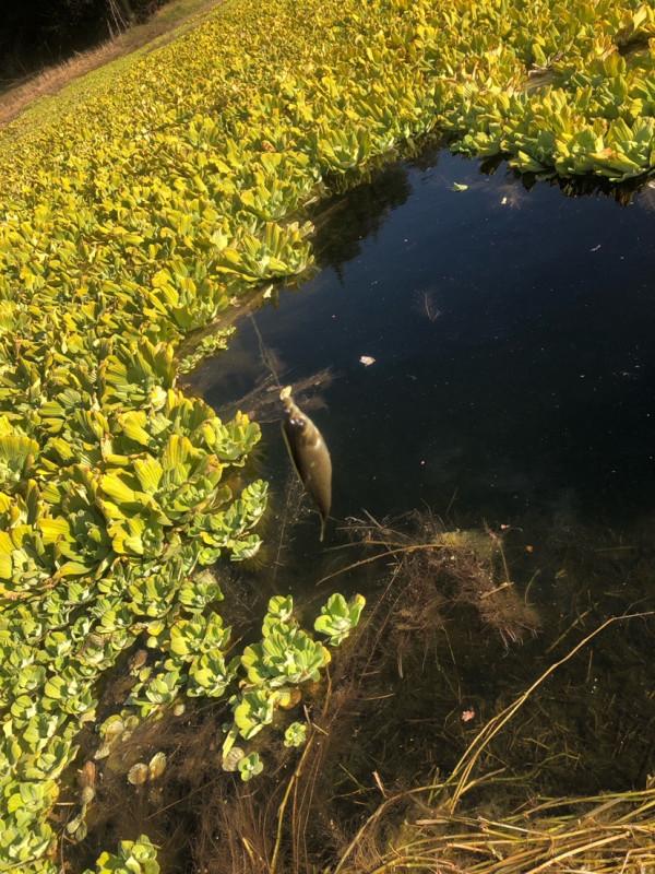 探索沼澤塘有驚無險,黃金小奶鯽齊上岸 探索沼澤塘有驚無險,黃金小奶鯽齊上岸