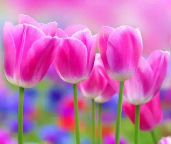 你的眼睛是一首美麗的詩