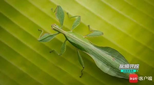 不必詩和遠方,海南這片雨林秘境,點進來即可探險→ 不必詩和遠方,海南這片雨林秘境,點進來即可探險→