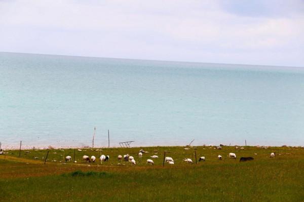 西北青海湖,青海湖西北(牛羊滿湖岸) 西北青海湖,青海湖西北(牛羊滿湖岸)