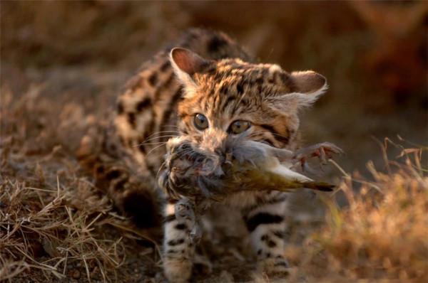 非洲最小的貓,貓科捕獵效率最高的“殺戮機器”,被全世界禁養 非洲最小的貓,貓科捕獵效率最高的“殺戮機器”,被全世界禁養