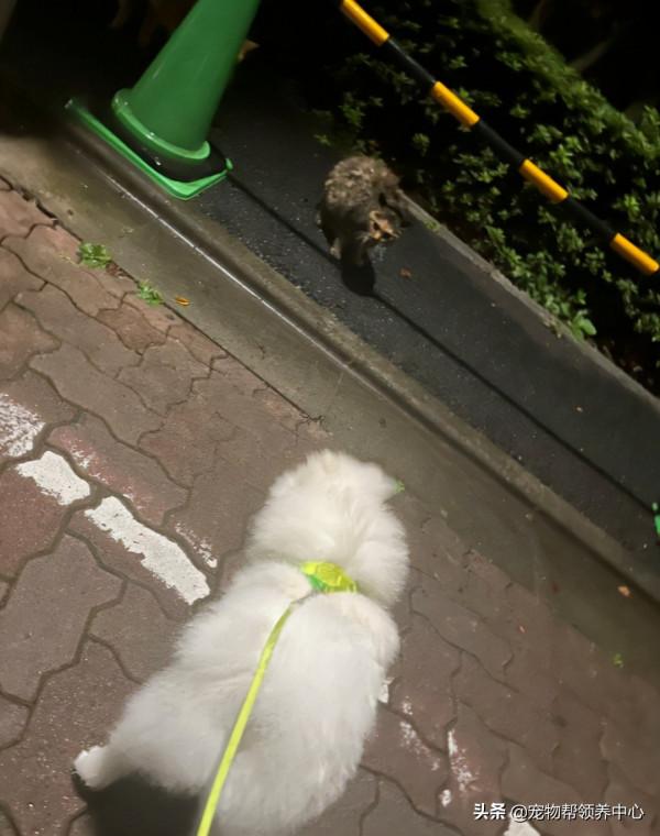 博美“搶劫”現金被發現,竟低頭加速就跑:買罐頭去咯 博美“搶劫”現金被發現,竟低頭加速就跑:買罐頭去咯