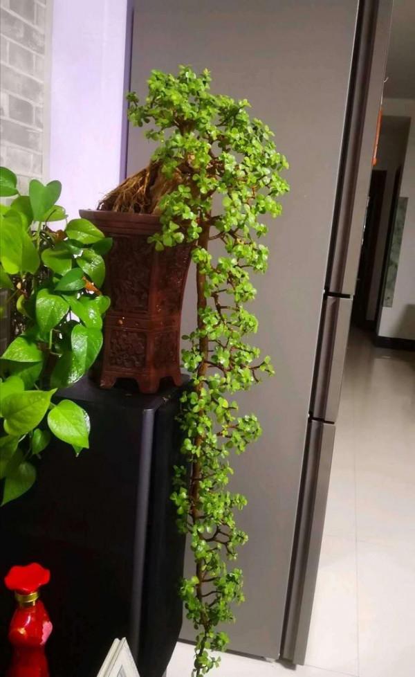 9種“懶人花”，適合小盆養，管得“少”一些，才能多開花