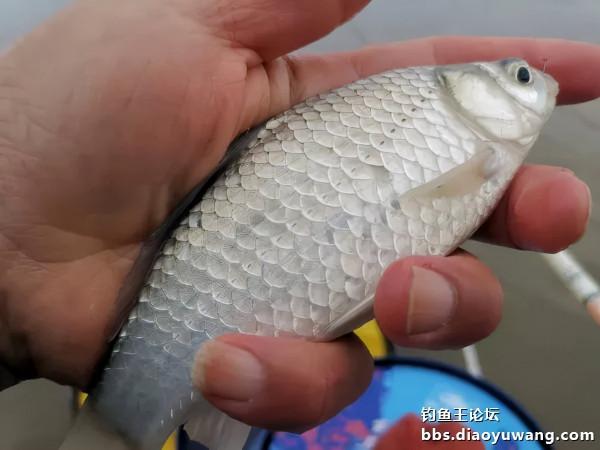 轉戰兩地，終獲一碗鮮