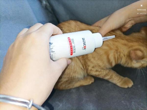 我那嫁入豪門的閨蜜竟然養了只流浪貓