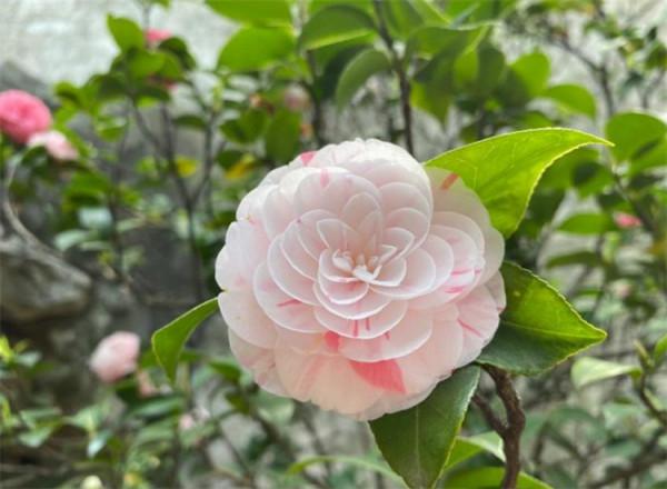 冬季開花的花卉植物有哪些？生活中常見的，隨便一說就有13種