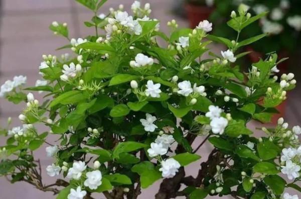 茉莉冬天怎麼養？做好4件事，來年花枝長得多