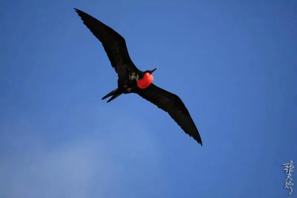 世界上速度最快的動物盤點，獵豹只能排第五名