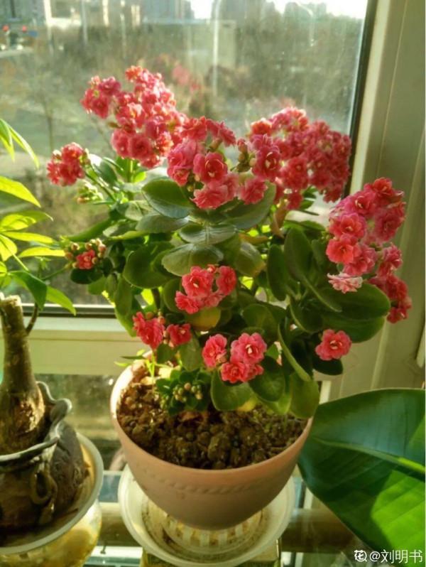 “壽命長”的10種花,寓意好,格調高,老人見了眉開眼笑 “壽命長”的10種花,寓意好,格調高,老人見了眉開眼笑