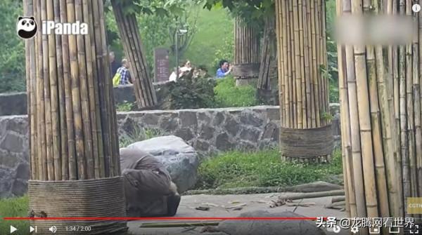 「龍騰網」CGTN獲贊最多的影片:頑皮的大熊貓不讓飼養員走 「龍騰網」CGTN獲贊最多的影片:頑皮的大熊貓不讓飼養員走