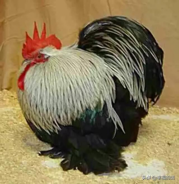 比孔雀還漂亮的雞！大開眼界