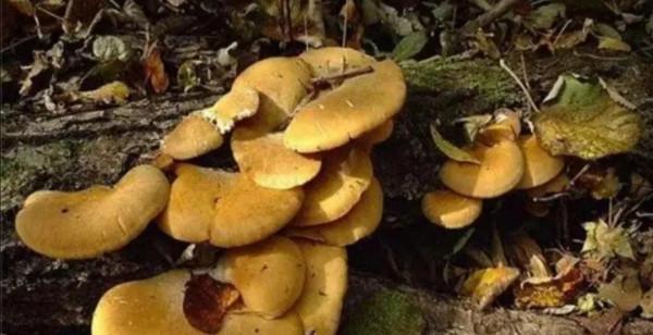 來自東北大山裡的奇珍異寶，你見過吃過幾種，都吃過的是純東北人