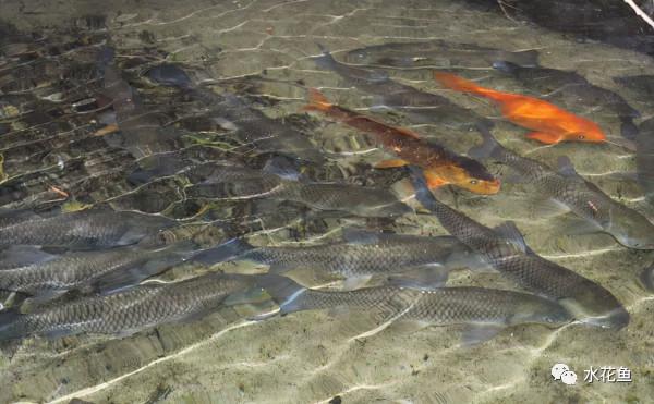 瘦身魚養殖現狀問題及關鍵技術：瘦身養殖是結果而不是養殖方式