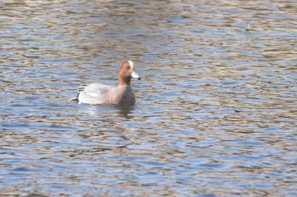 春節清河觀鳥記錄