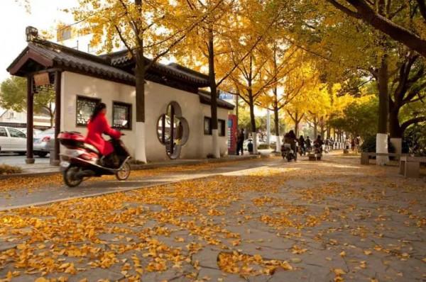 千萬別與秋天的姑蘇比美!楓葉漫山,銀杏紛飛,一步一景美成了詩 千萬別與秋天的姑蘇比美!楓葉漫山,銀杏紛飛,一步一景美成了詩