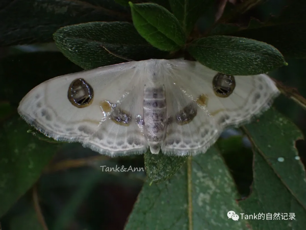 Tank的自然記錄•鱗翅目的蛾子們