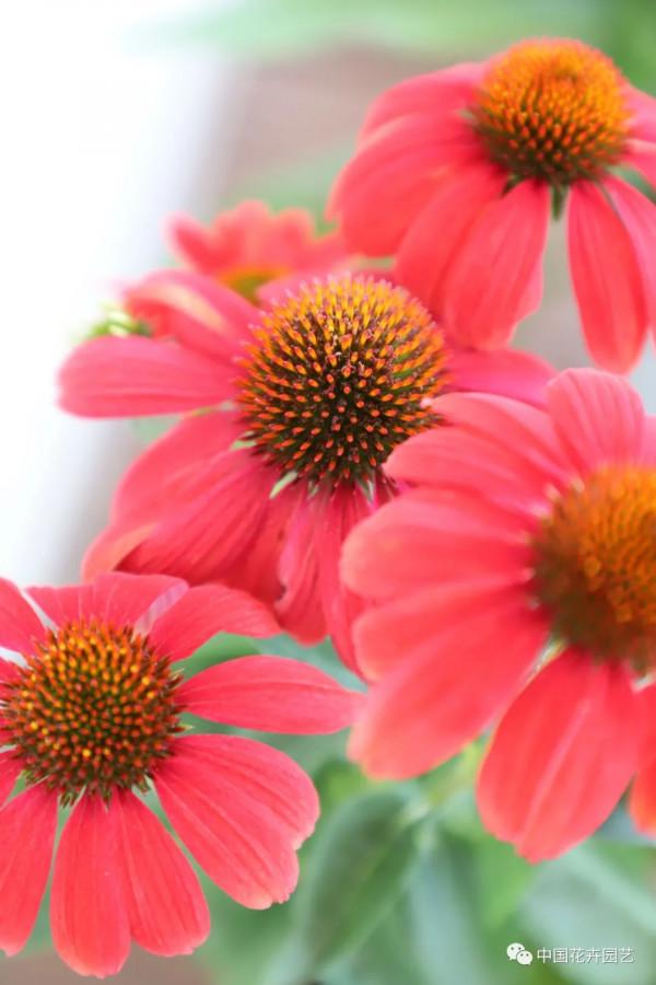 松果菊“波利綵球”極具市場潛力與競爭力 | 新品