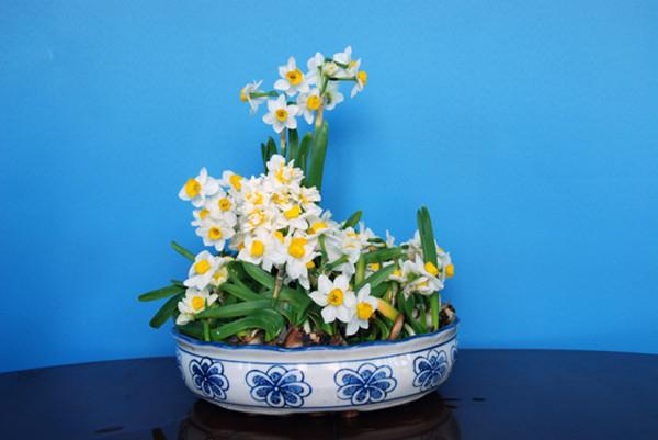 這些顏值高又好打理的植物卻不適合室內盆栽,切勿輕易入手 這些顏值高又好打理的植物卻不適合室內盆栽,切勿輕易入手