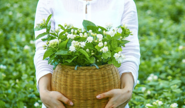 有什麼主調是茉莉花的香水？