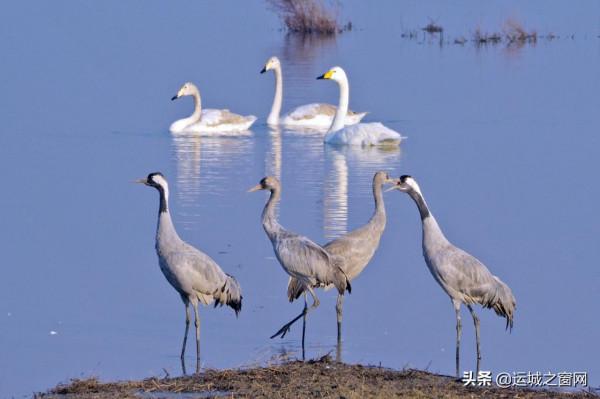 運城鹽湖美成“天鵝湖”