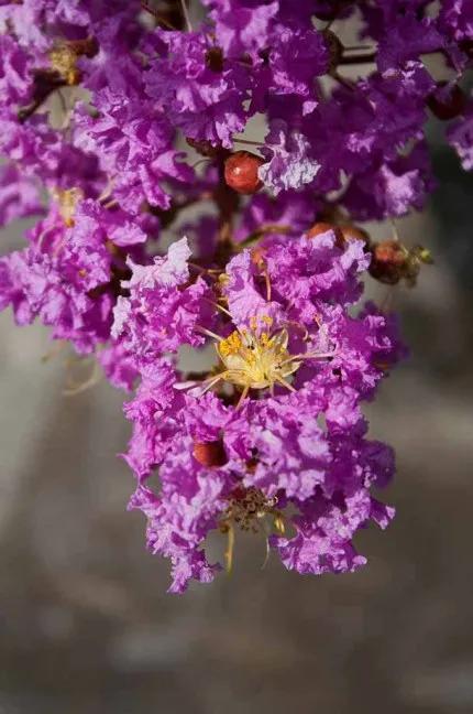 分享——紫薇花