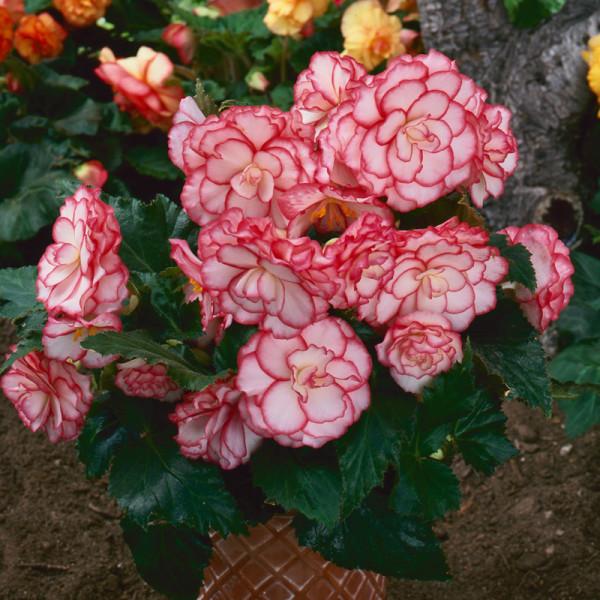 13種“懶人花”,客廳養一盆,輕鬆又吉利,四季輪流開 13種“懶人花”,客廳養一盆,輕鬆又吉利,四季輪流開